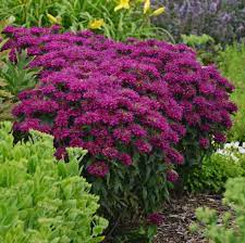 If not loosened, a sump may be formed in that water can collect, resulting in probable plant death from waterlogging. Photo Essay 19 Perennials For Clay Soil Perennial Resource