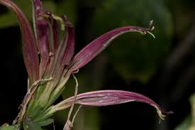 Image result for Anisotes formosissimus