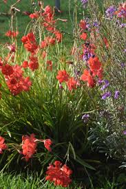 Image result for Hesperantha petitiana