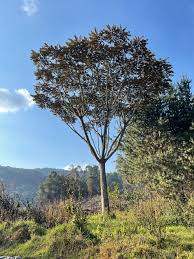 Image result for Polyscias fulva