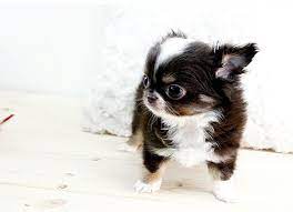 Gorgoeus Longcoat Teacup Chihuahua Chocolate Tri Color Chihuahua Love Teacup Chihuahua Chihuahua