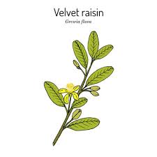 Image result for Grewia falcistipula