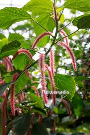 Image result for Acalypha sonderiana