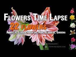 Flowers Timelapse Compilation Amaryllis Lilies Zygocactus Rose Gladiolus Gardenia I Took More Than 7100 Photos I Plant Science Gladiolus Flower Video