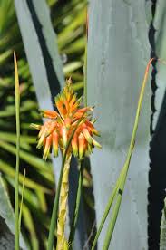 Image result for Aloe cooperi