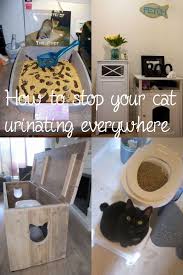 How To Teach Your Cat Use Litter Box Cat Care Pet Hacks Cat Care Tips