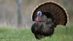 Visit agdial.in, shramajeevi.com heywood banks' i am a turkey bird comes to life in this animated version of the thanksgiving classic. Turkey Bird Images Hd 1920x1080 Wallpaper Teahub Io