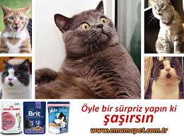 Siz Nasil Sasirtiyorsunuz Www Emamapet Com Tr Kedi Kedimamasi Sasirmak Kopek Kopekmamasi Kedikonservesi Kedikonservesi Kedi Sevimli Kediler Kopek Kedi
