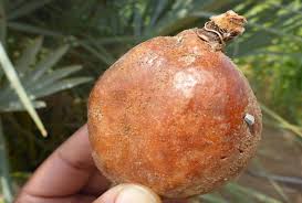 Image result for Balanites pedicellaris