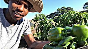 First time growing and harvesting Serrano and Bell Peppers. : r/MadeMeSmile