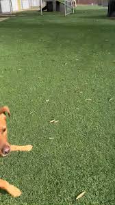 Daisy, Winston, and Serena!!!☀️😄🐾