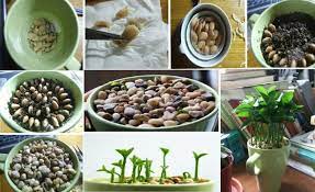 Plant Lemon Seeds In A Tea Cup Lemon Seeds Planting Lemon Seeds Plants