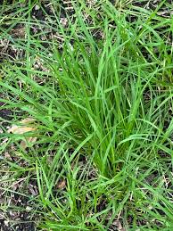 Image result for Dyschoriste nagchana