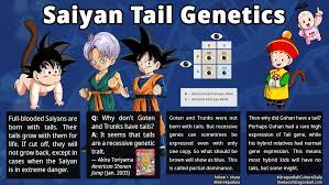 More about the saiyan tails Derek Padula On Twitter Why Does Gohan Have A Tail But Goten And Trunks Do Not According To Toriyama Tails Are A Recessive Genetic Trait Saiyan Tail Genetics Is A Popular Subject