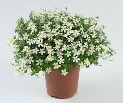 Image result for Jamesbrittenia albobadia