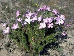 Image result for Litanthus pusillus