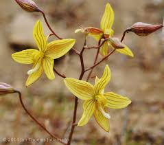 Image result for Tecophilaeaceae