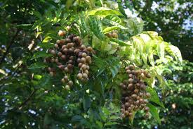 Image result for Clausena lansium