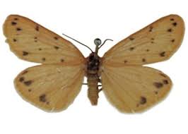 Image result for Setina roscida