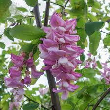 Larger plants & trees · online since 2002 · wholesale pricing Robinia X Margaretta Pink Cascade Buy Pink False Acacia Trees