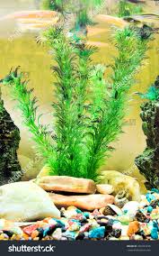 Image result for Ceratophyllum submersum