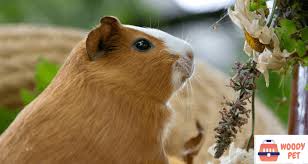 If your cavy isn't a fan of the skin, don't worry. Can Guinea Pigs Eat Zucchini