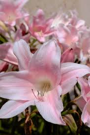Image result for Crinum macowanii
