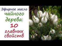 маска для лица с содой и маслом чайного дерева Etot Naturalnyj Antiseptik S Protivovospalitelnymi Svojstvami Obyazatelno Dolzhen Byt V Domashnej Aptechke Maslo Chajnogo Dereva Efirnye Masla Aptechka