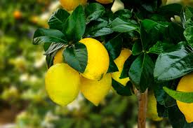 Grow red delicious apples, the sweetest grape raspberry, and walnut tree. How To Grow Fruit In Your Pennsylvania Backyard Stauffers