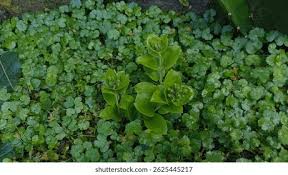 Image result for Hydrocotyle ranunculoides