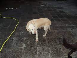 Es sind 5 rüden und 1 hündin. Labrador Hundin Sucht Liebevolles Zuhause Zu 840986