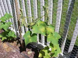 Signs you're overwatering a plant. Overwatering Garden Engineer