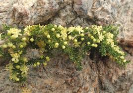 Image result for Asparagus minutiflorus