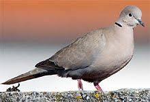 Unsere 40 Haufigsten Gartenvogel Kurz Vorgestellt Nabu Vogel Im Garten Tiere Einheimische Vogel