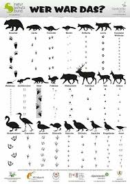 Tierische Spuren Tierekita Animals Wild Animal Tracks Cute Animals Puppies