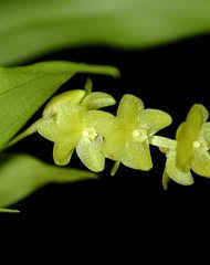 Image result for Diaphananthe odoratissima