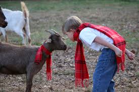Over the past few years i've noticed an increasing amount of advice directing goat breeders to routinely intervene in the births of every goat. How Long Does Goat Take To Ship Arxiusarquitectura