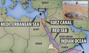 Stinging Jellyfish Are Invading Med Beaches Via The Suez Canal Suez Canal Indian Ocean