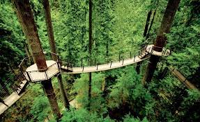 At The Capilano Suspension Bridge Park A Long Pedestrian Bridge Leads To Treetop Decks And Crows Ne Capilano Suspension Bridge Suspension Bridge Canada Travel
