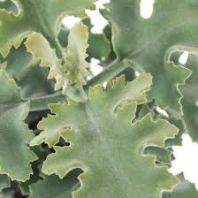 Kalanchoe Beharensis Sliver Shadow Shadow Plants Plants Plant Leaves
