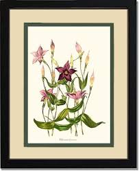 Image result for Chironia