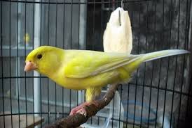 We did not find results for: Cara Menambah Volume Kenari Supaya Lebih Keras Pengicau Net