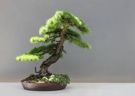Miyagi works at and daniel lives at is being converted into condominiums. How To Take Care Of A Bonsai Tree Dengarden