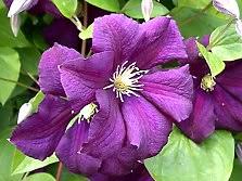 Maybe you would like to learn more about one of these? Clematis With Medium Sized Flowers Viticella Hybrids And Others