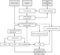 Catalano said her web searches for pressure cookers, coupled with her husband's search for a rucksack and her son's insatiable interest in the boston bombings turned into what she believed was a perfect storm of terrorism profiling. Lipid Homeostasis And Apolipoprotein E In The Development And Progression Of Alzheimer S Disease Journal Of Lipid Research
