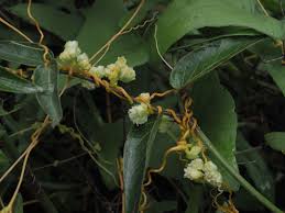 Image result for Cuscuta kilimanjari