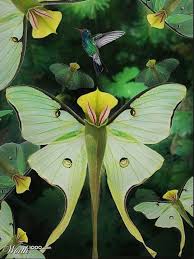 Pitcher Plant In Shape Of A Butterfly Unusual Flowers Unusual Plants Plants