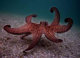 My Octopus Teacher On Netflix Is The Moving Documentary We Need Under The Ocean Octopus Nature Film