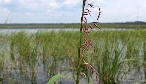 Call for pricing on larger quantities. Crop Failure Rate For Wild Rice Is Increasing With Climate Change Mpr News