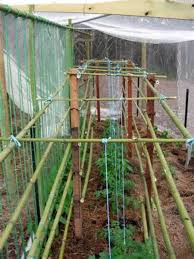 Create a cheap and sturdy trellis for growing peas using recycled materials. How To Build A Bamboo Garden Trellis Frugally Dengarden